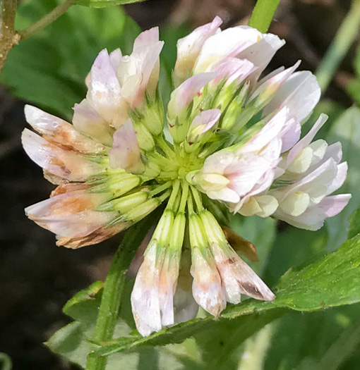 image of Trifolium repens, White Clover, White Dutch Clover, Ladino Clover