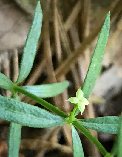 image of Galium uniflorum, One-flowered Bedstraw