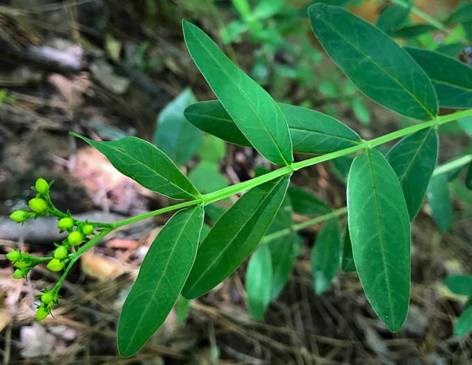 image of Hypericum nudiflorum, Early St. Johnswort, Naked St. Johnswort, Streamside St. Johnswort