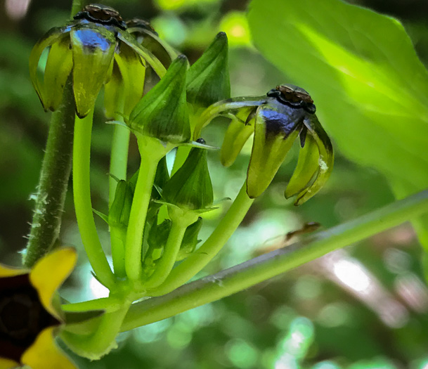 image of Gonolobus suberosus var. suberosus, Eastern Anglepod