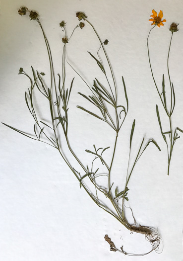 image of Coreopsis lanceolata, Lanceleaf Coreopsis, Longstalk Coreopsis, Lanceleaf Tickseed