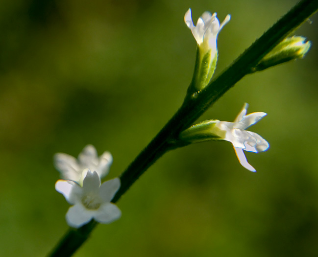 image of Verbena urticifolia, White Vervain, Nettleleaf Verbena, Velvetleaf Vervain