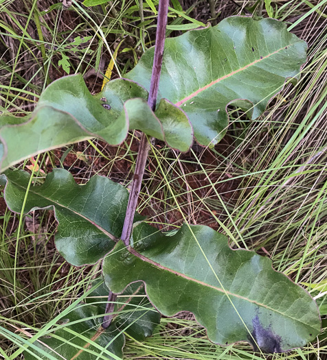 image of Asclepias amplexicaulis, Wavyleaf Milkweed, Clasping Milkweed, Sand Milkweed, Blunt-leaved Milkweed