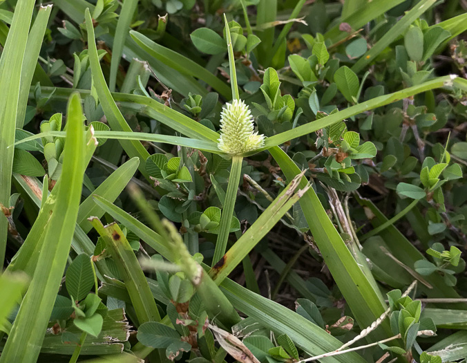 spikes