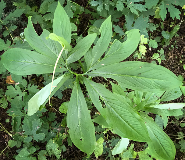 image of Pinellia pedatisecta, Chinese Green Dragon, Fan-leaf Chinese Green Dragon, Pinellia