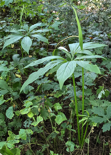 spathe