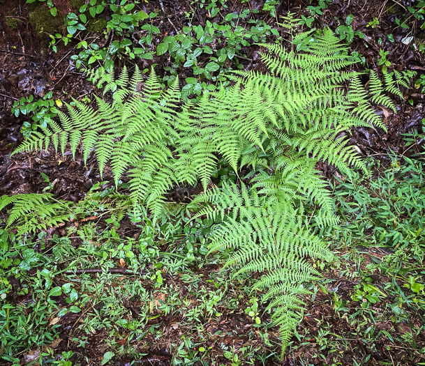 image of Macrothelypteris torresiana, Mariana Maiden-fern, Swordfern, False Maiden-fern