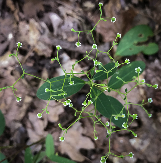 image of Euphorbia apocynifolia, Limestone Flowering Spurge?