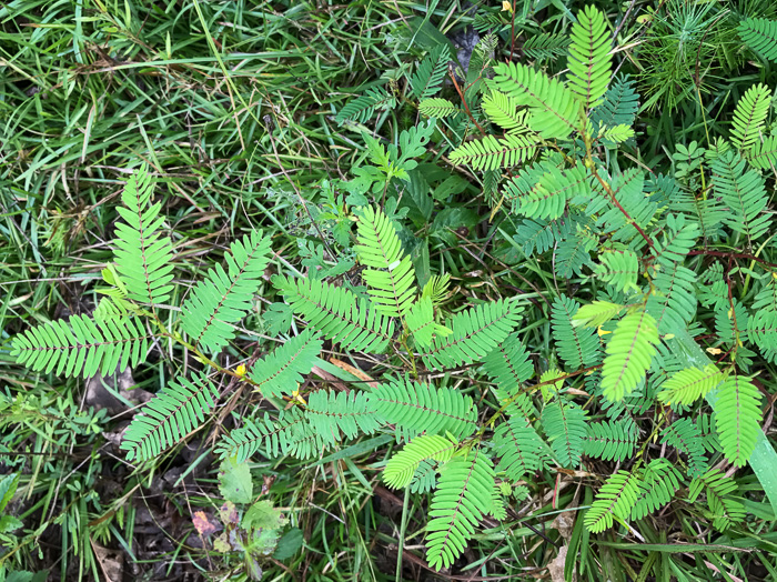 image of Chamaecrista nictitans var. nictitans, Sensitive Partridge-pea, Common Sensitive-plant