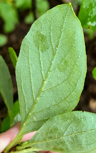 image of Rhododendron pilosum, Minniebush