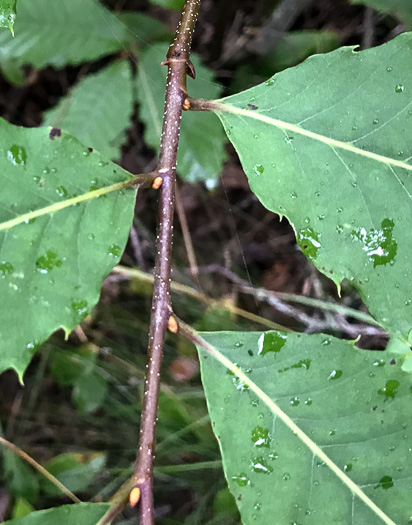 image of Castanea dentata, American Chestnut