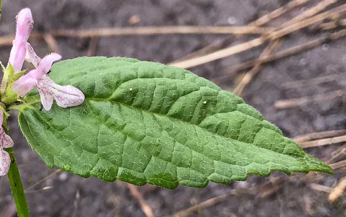 image of Stachys latidens, Broadtooth Hedgenettle