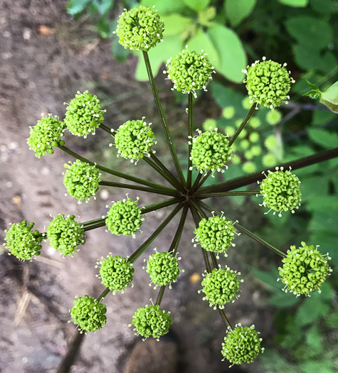 image of Angelica triquinata, Mountain Angelica, Appalachian Angelica, Filmy Angelica