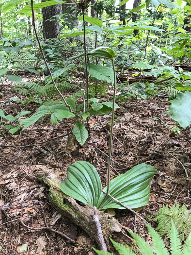 image of Cypripedium acaule, Pink Lady's Slipper, Mocassin Flower