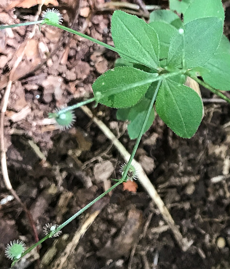 image of Galium circaezans, Forest Bedstraw, Licorice Bedstraw