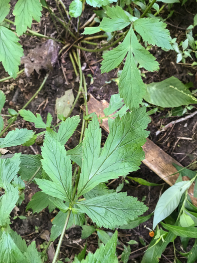 image of Geum canadense, White Avens