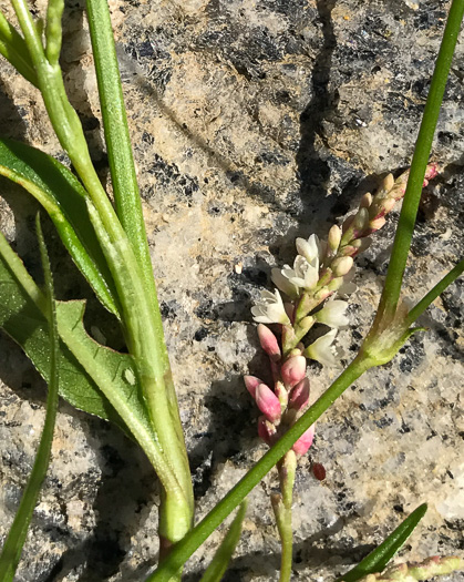 image of Persicaria maculosa, Spotted Lady's-thumb, Heart's-ease