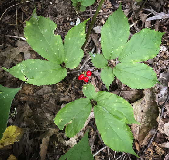 image of Panax quinquefolius, American Ginseng, Sang