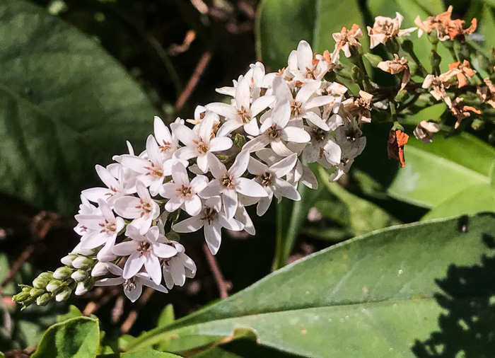 image of Lysimachia clethroides, Gooseneck Loosestrife