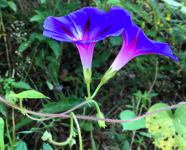 image of Ipomoea purpurea, Common Morning Glory