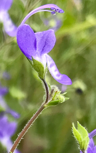 image of Trichostema dichotomum, Common Blue Curls, Forked Blue Curls