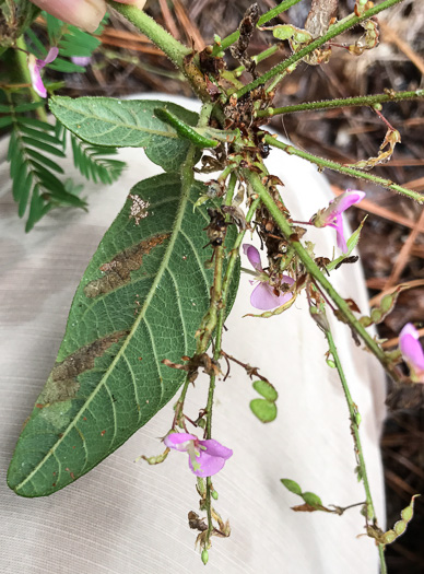 Desmodium obtusum, Stiff Tick-trefoil