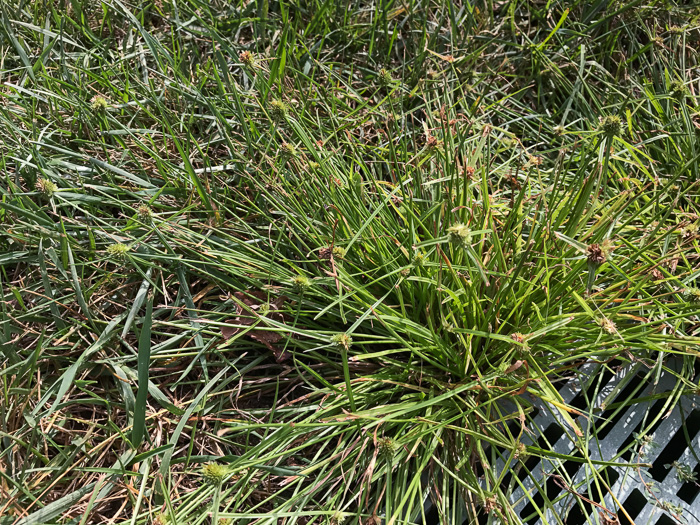 image of Cyperus metzii, Crested Greenhead Sedge, Asian Spikesedge