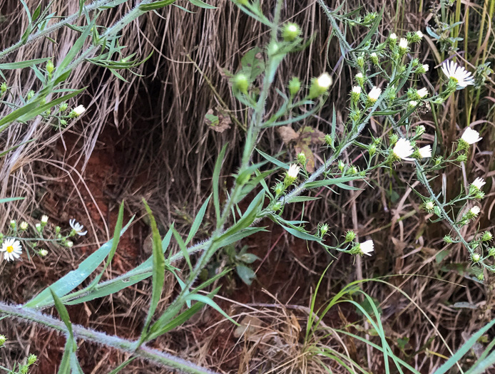 image of Symphyotrichum pilosum var. pilosum, Frost Aster, White Heath Aster