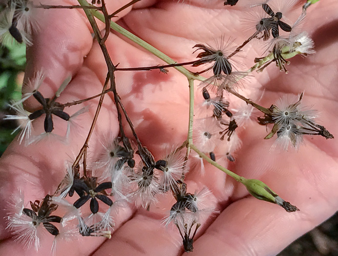 image of Arnoglossum atriplicifolium, Pale Indian-plantain