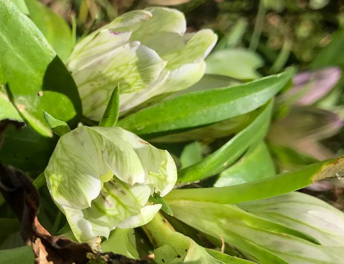 image of Gentiana villosa, Striped Gentian