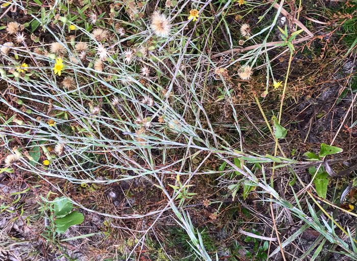 image of Pityopsis graminifolia, Narrowleaf Silkgrass, Grassleaf Goldenaster