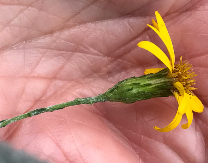 image of Pityopsis graminifolia, Narrowleaf Silkgrass, Grassleaf Goldenaster