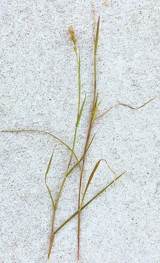 image of Cenchrus tribuloides, Dune Sandbur, Dune Sandspur