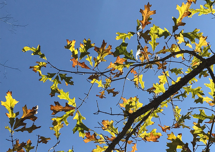 image of Quercus lyrata, Overcup Oak