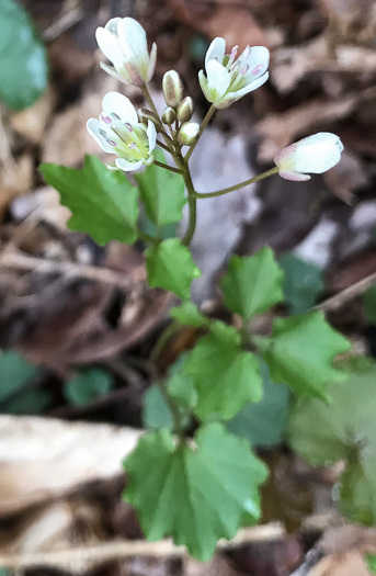 image of Cardamine flagellifera +, Blue Ridge Bittercress