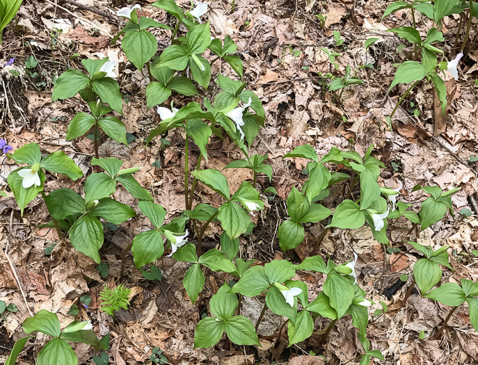 image of Trillium grandiflorum, Large-flowered Trillium, Great White Trillium, White Wake-robin, Showy Wake-robin