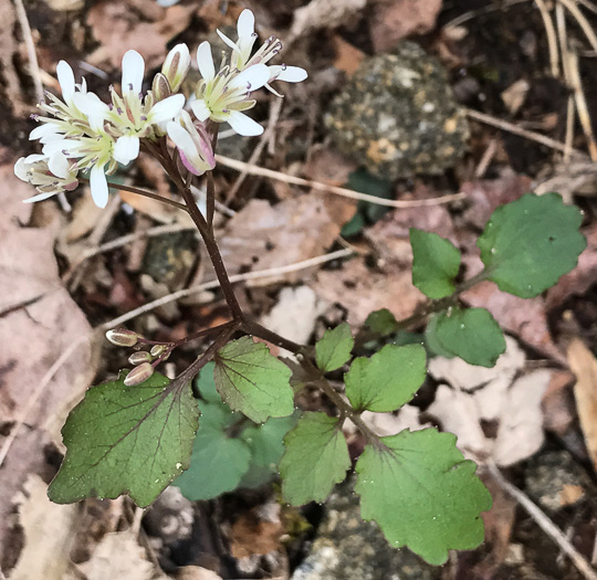 image of Cardamine flagellifera +, Blue Ridge Bittercress