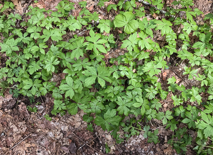 image of Trautvetteria caroliniensis, Carolina Tassel-rue, Carolina Bugbane, False Bugbane