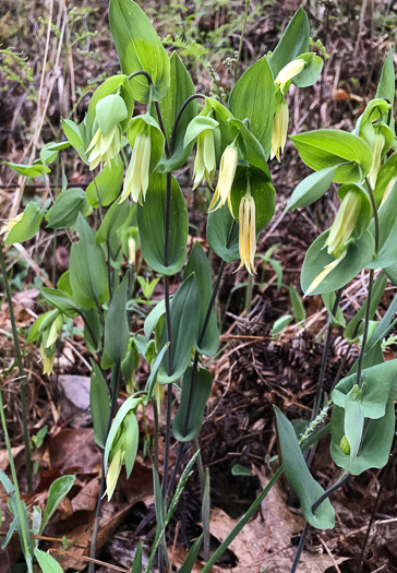 image of Uvularia perfoliata, Perfoliate Bellwort