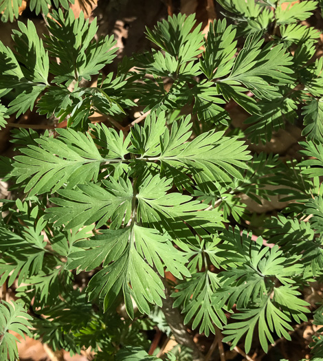 image of Dicentra cucullaria, Dutchman's Britches