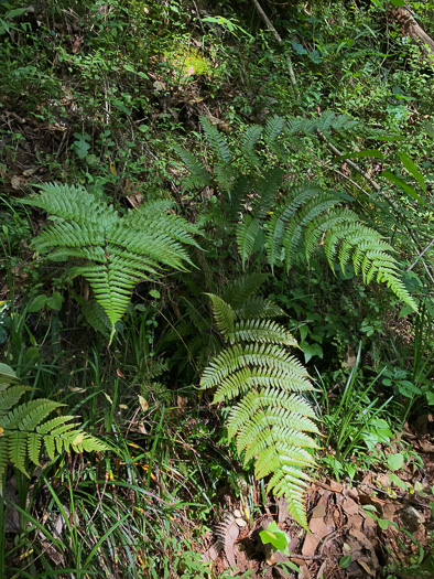 image of Dryopteris erythrosora, Autumn Fern, Japanese Red Shield-fern, Japanese Shield-fern