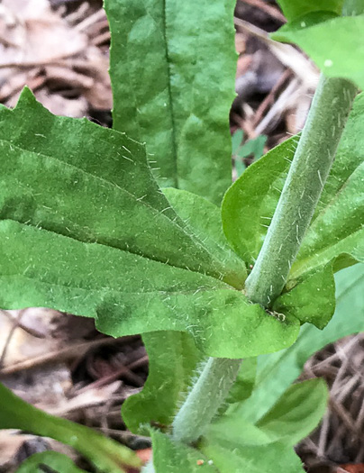 image of Penstemon australis, Downy Beardtongue, Sandhill Beardtongue, Southern Beardtongue, Southeastern Beardtongue