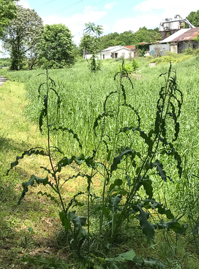 image of Rumex crispus ssp. crispus, Curly Dock, Yellow Dock