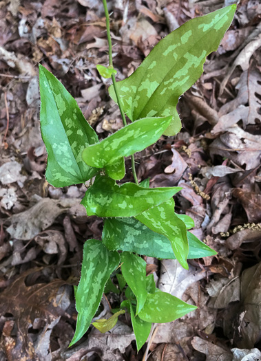 image of Smilax bona-nox var. bona-nox, Fringed Greenbrier, Catbrier, Stretchberry, Tramp's Trouble