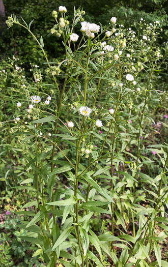 image of Erigeron annuus, Annual Fleabane