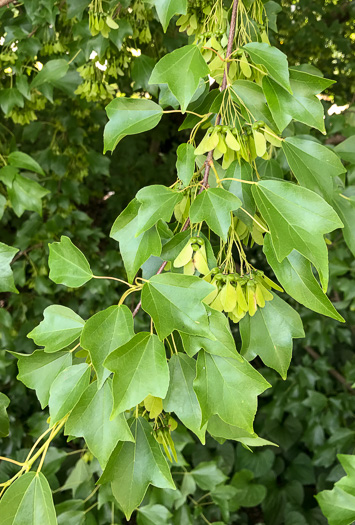 image of Acer buergerianum, Trident Maple