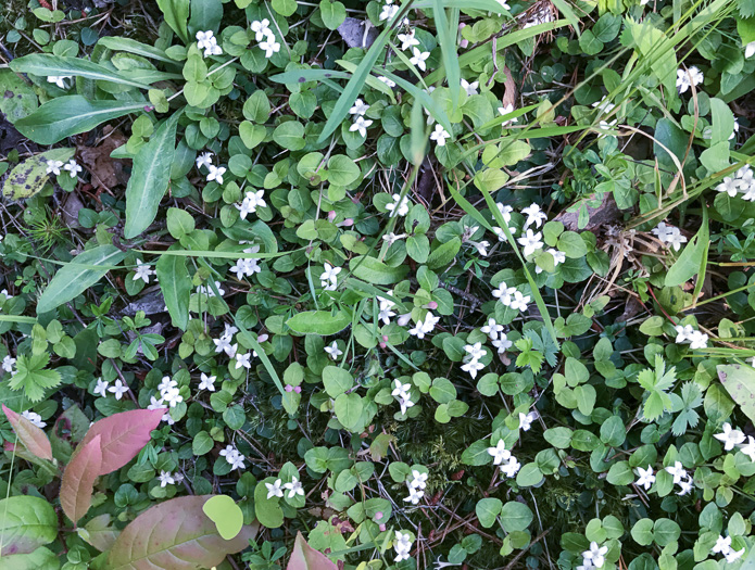 image of Mitchella repens, Partridgeberry, Twinflower