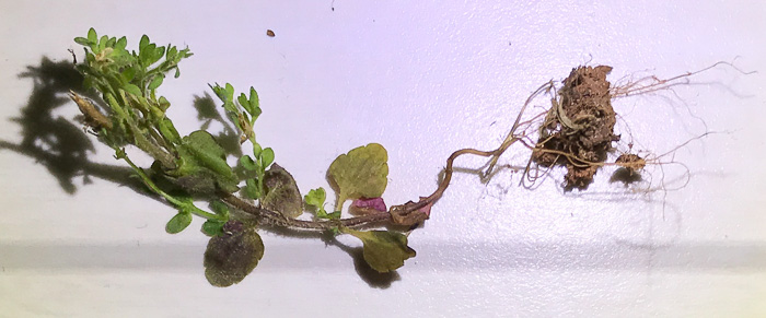 image of Veronica arvensis, Corn Speedwell, Wall Speedwell