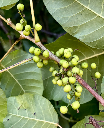 image of Toxicodendron radicans var. radicans, Eastern Poison Ivy