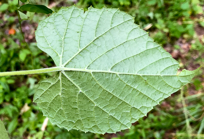 image of Vitis baileyana, Possum Grape